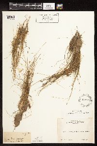 Eleocharis bolanderi image