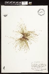 Eleocharis intermedia image