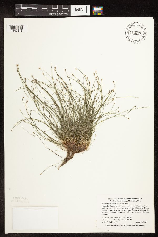 Eleocharis intermedia image