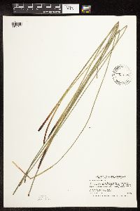 Image of Eleocharis macrostachya