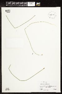 Eleocharis macrostachya image