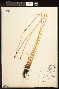 Eleocharis macrostachya image