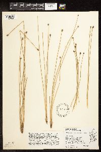 Eleocharis melanocarpa image