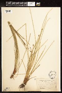 Eleocharis melanocarpa image