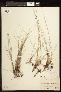 Image of Eleocharis montevidensis