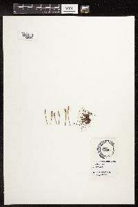 Eleocharis macrostachya image