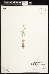 Eleocharis obtusa image