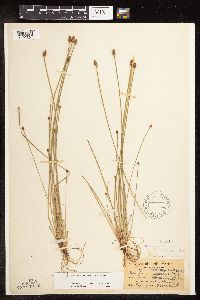 Eleocharis obtusa image