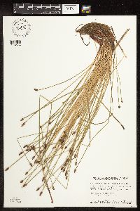 Eleocharis obtusa image