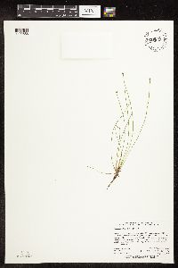 Eleocharis obtusa image