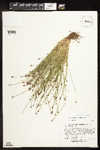 Eleocharis obtusa image