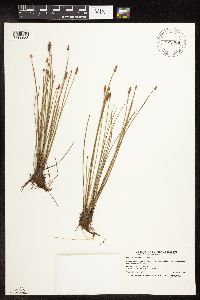 Eleocharis obtusa image