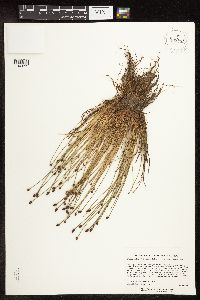 Eleocharis obtusa image