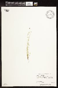 Eleocharis obtusa image