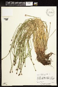Eleocharis obtusa image