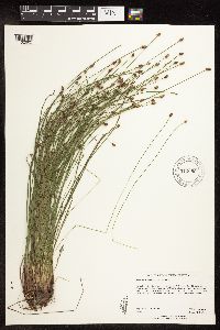 Eleocharis obtusa image