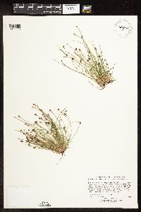 Eleocharis obtusa image