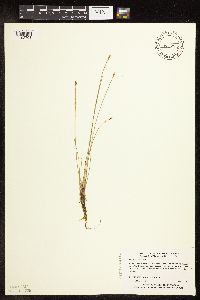 Eleocharis palustris image