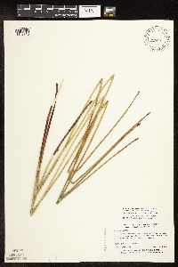 Eleocharis palustris image