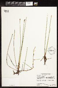 Eleocharis palustris image