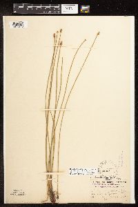 Eleocharis palustris image