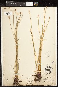 Eleocharis palustris image