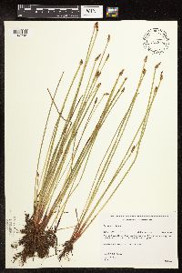 Eleocharis palustris image