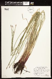 Eleocharis palustris image
