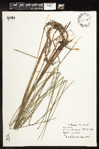 Eleocharis palustris image