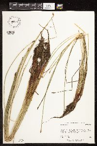 Eleocharis palustris image
