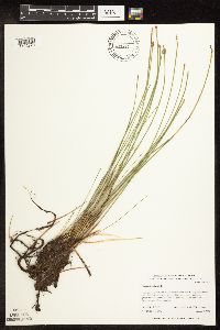 Eleocharis palustris image