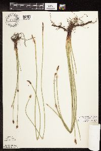 Eleocharis palustris image