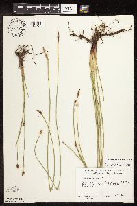 Eleocharis palustris image