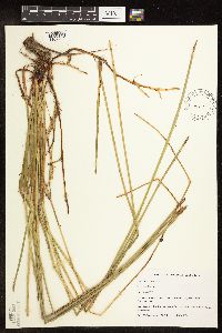 Eleocharis palustris image