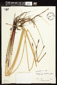 Eleocharis palustris image