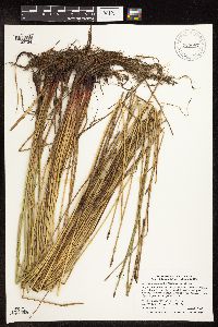 Eleocharis palustris image