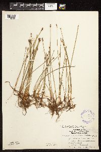 Eleocharis palustris image