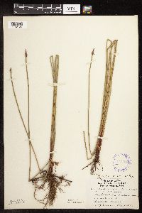 Eleocharis palustris image