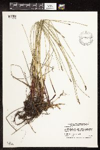 Eleocharis palustris image