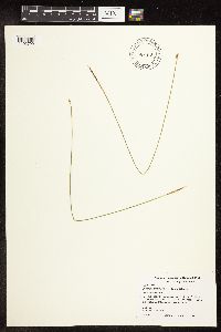Eleocharis palustris image