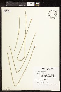 Eleocharis palustris image