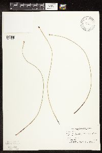 Eleocharis palustris image