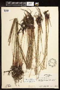 Eleocharis palustris image