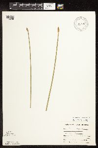 Eleocharis palustris image