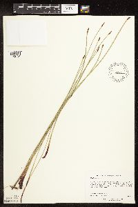 Eleocharis palustris image