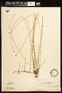 Eleocharis palustris image