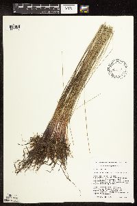 Eleocharis palustris image
