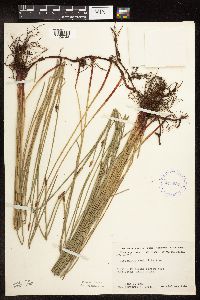 Eleocharis palustris image