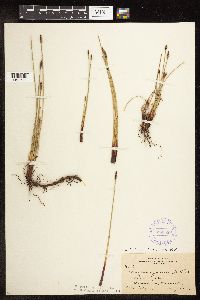 Eleocharis palustris image