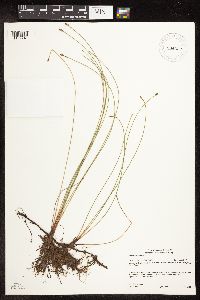 Eleocharis palustris image